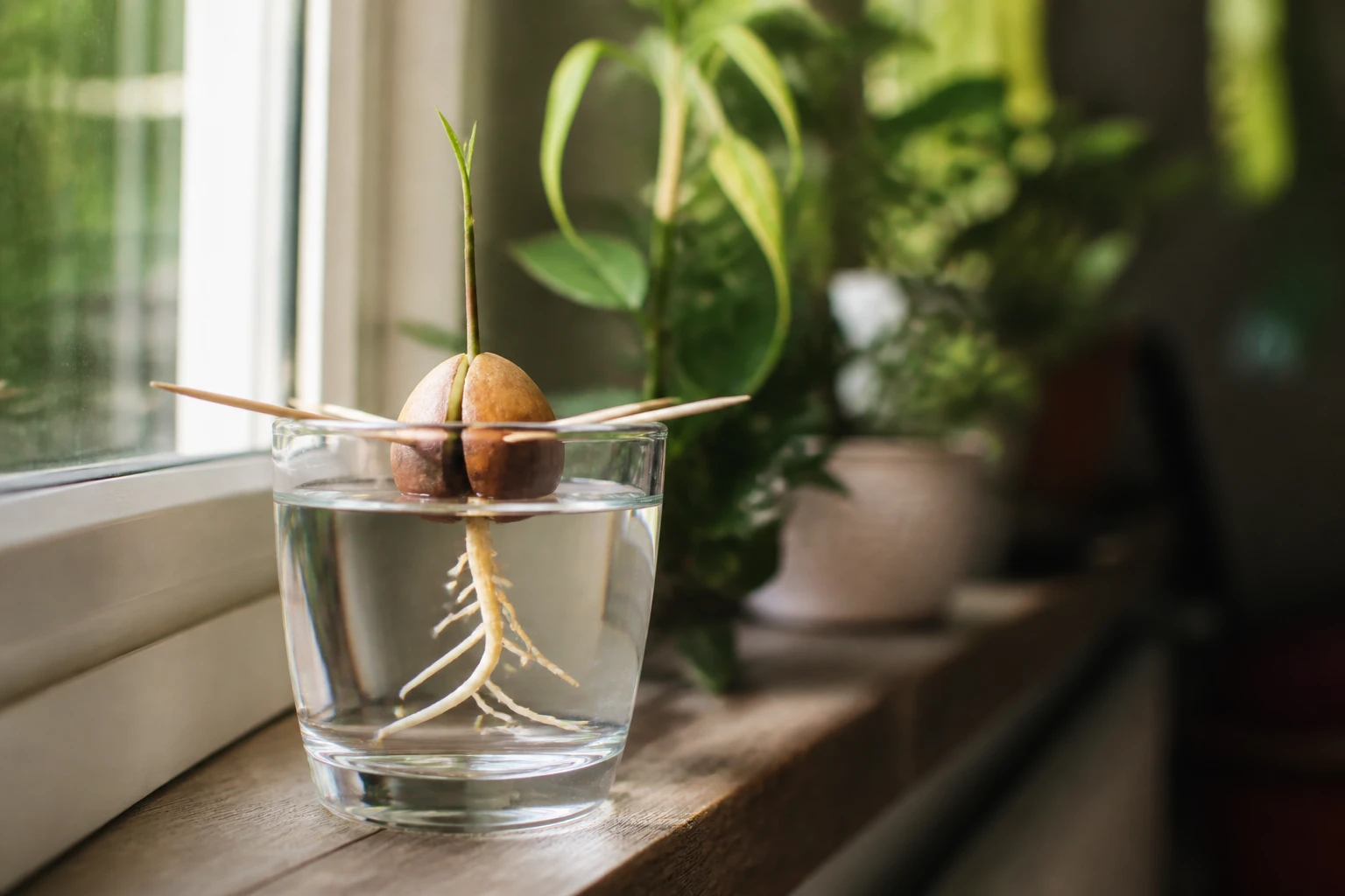 Noyau d'avocat maintenu par des cure-dents au-dessus d'un verre d'eau, racines en cours de germination