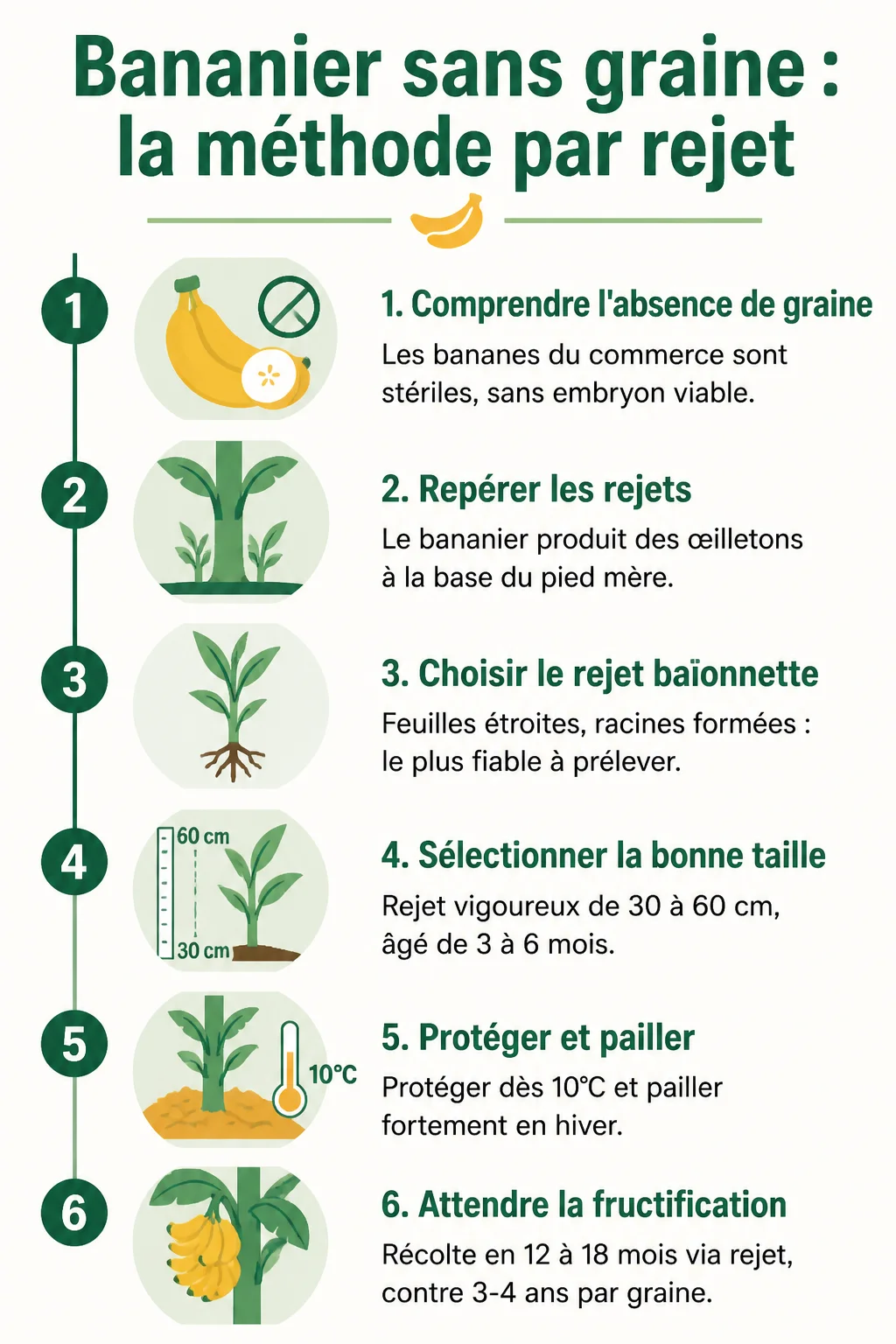 Bananier sans graine : la méthode par rejet : 1. Comprendre l'absence de graine, 2. Repérer les rejets, 3. Choisir le rejet baïonnette, 4. Sélectionner la bonne taille, 5. Protéger et pailler, 6. Attendre la fructification