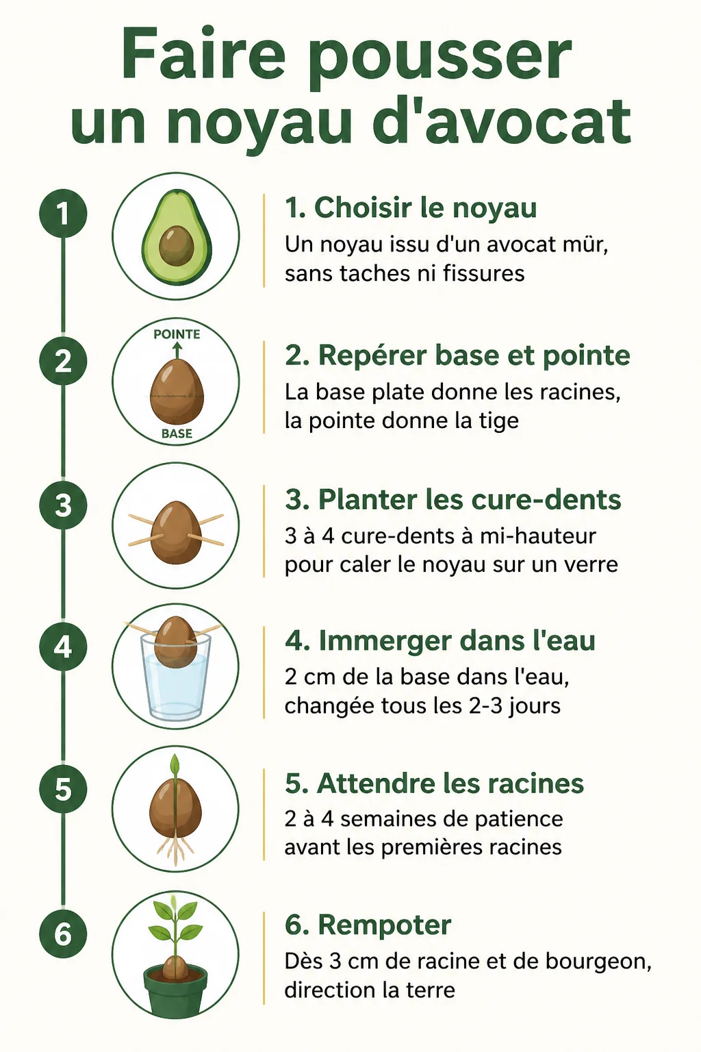 Faire pousser un noyau d'avocat : 1. Choisir le noyau, 2. Repérer base et pointe, 3. Planter les cure-dents, 4. Immerger dans l'eau, 5. Attendre les racines, 6. Rempoter