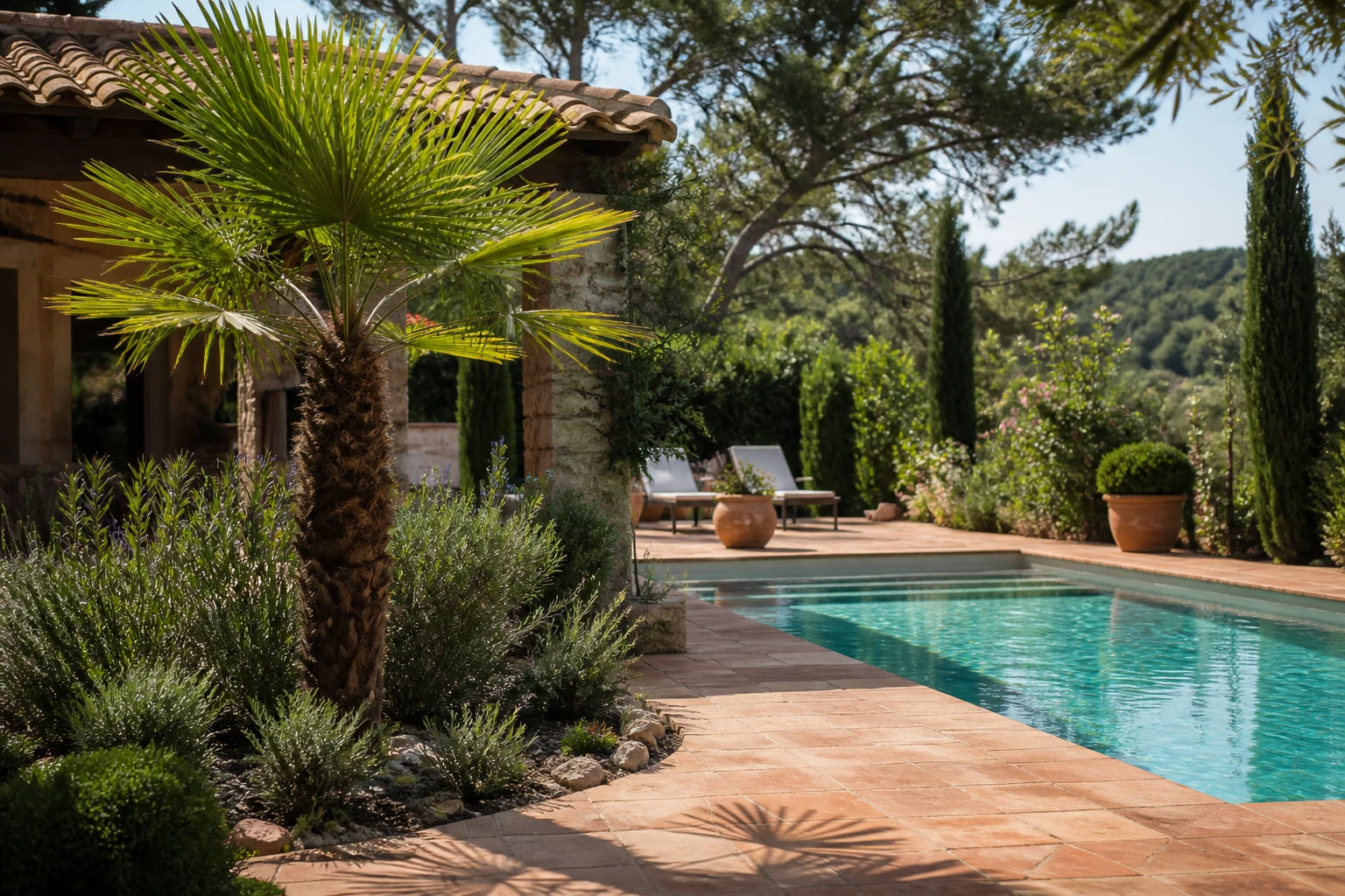Palmier autour d&rsquo;une piscine : quelle distance respecter ?