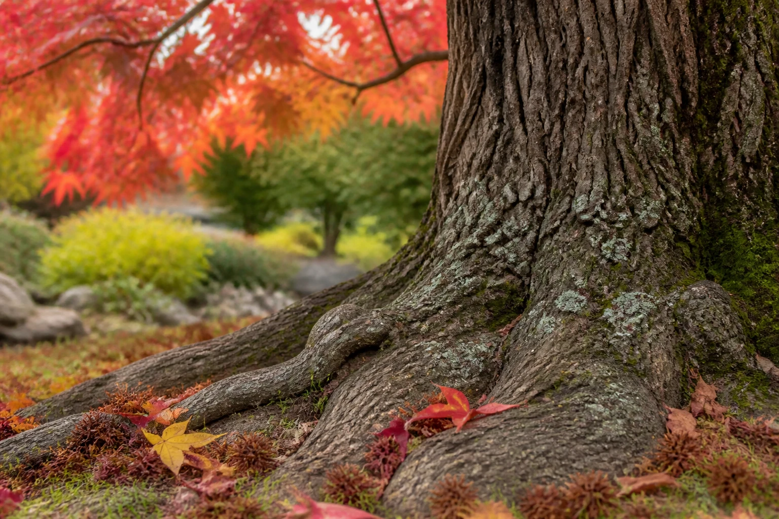 Liquidambar en automne avec ses fruits épineux tombés au sol près des racines