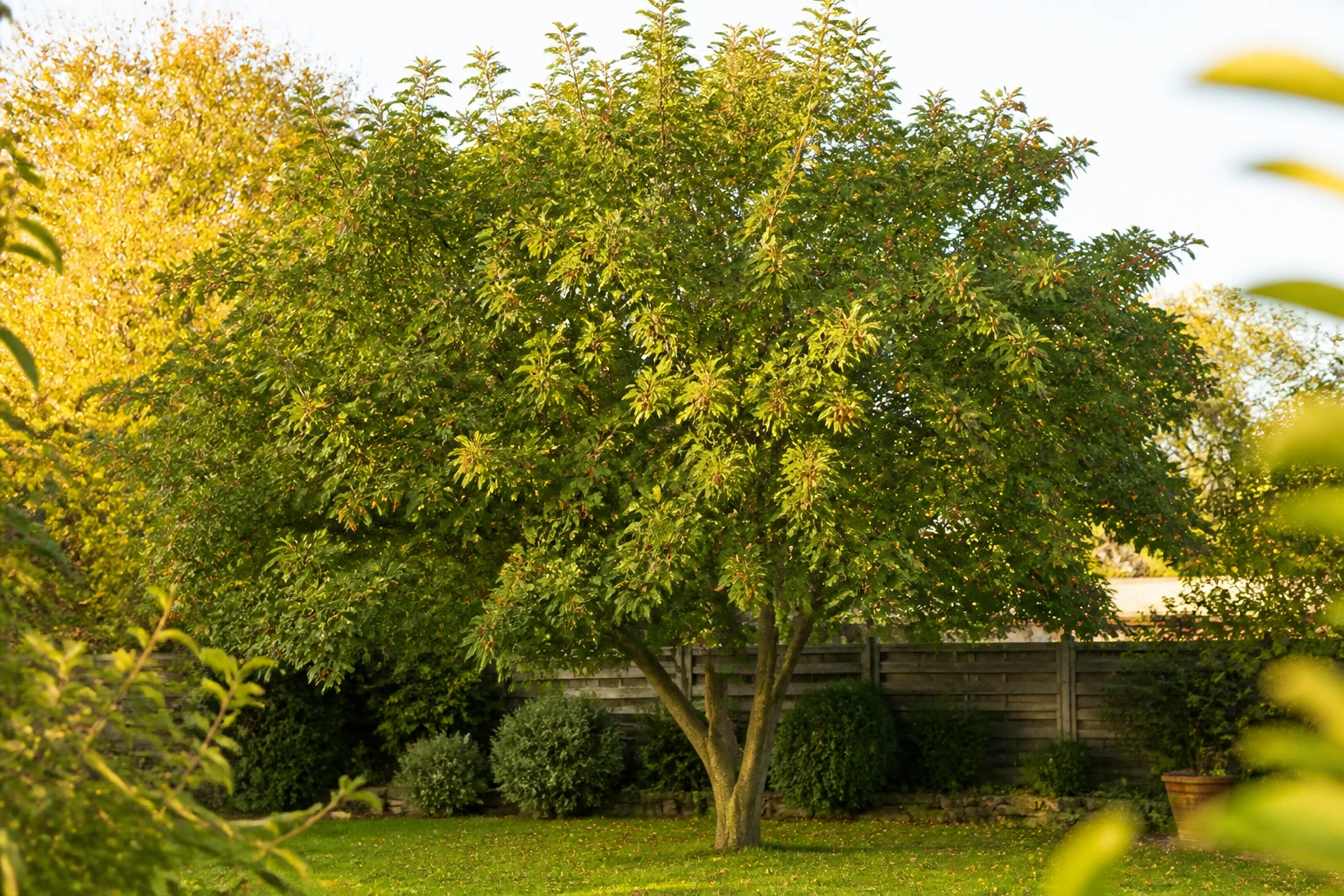 Savonnier adulte dans un jardin, arbre aux capsules en forme de lampion à l'automne