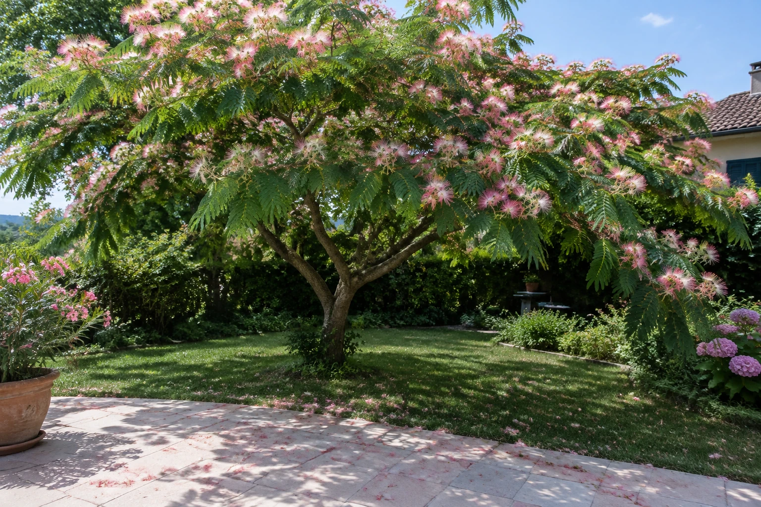 Albizia en fleurs au-dessus d'une terrasse en dalles claires dans un jardin
